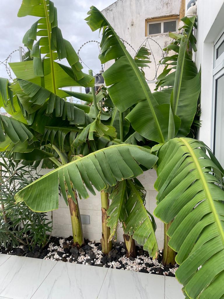 T2 no Bairro Craveiro Lopes - Photo 1